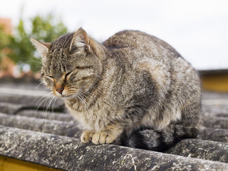 Cat with eyes closed stock image. Image of wild, feline 28192733