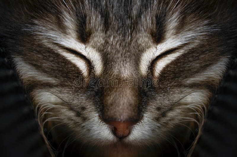 Cat with Eyes Closed, Macro, Closeup Stock Photo Image of striped