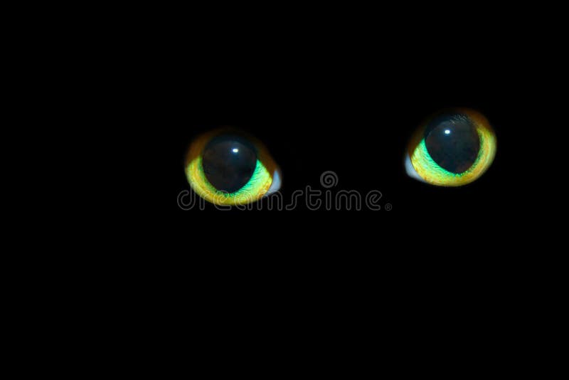 Cat Eyes in the Dark stock photo. Image of creature, feline 40575726