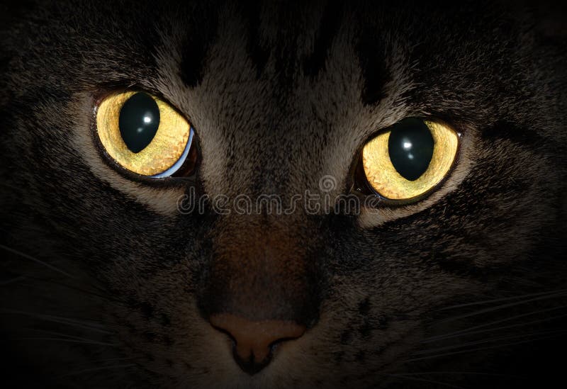 Cat Eyes Glowing In The Dark Stock Photo Image 23694134
