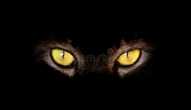 Cat Eyes hipnótica en fondo negro imágenes de archivo libres de regalías Cat Eyes hipnótica en fondo negro imágenes de archivo libres de regalías