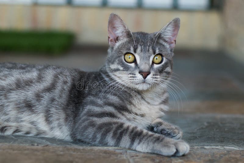 Cat eyesight stock photo. Image of blur, serious, lion 99241214