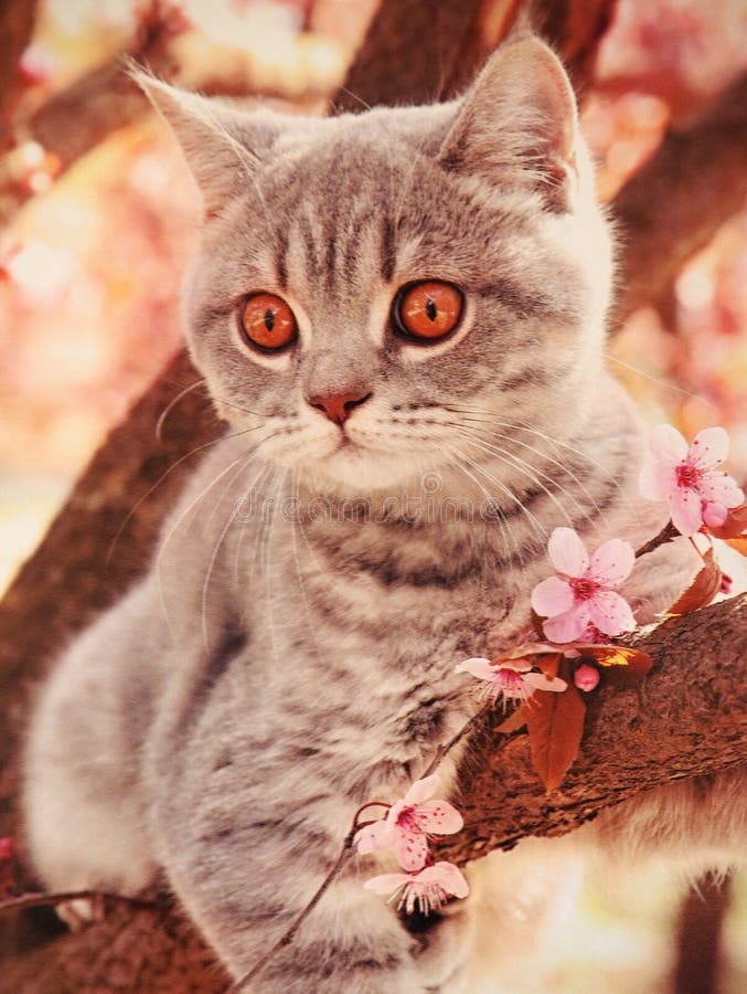 CatsBlack Cats Eye Staring in Close Up.Cat Face with Big Cats Eyes