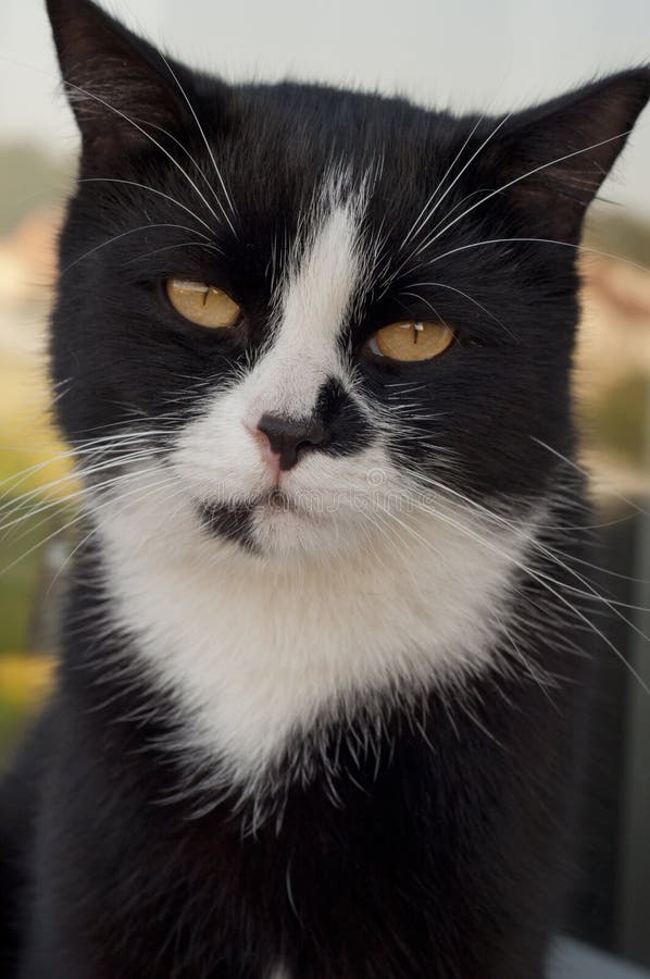 Cat face stock photo. Image of backgrounds, horizontal 48020752