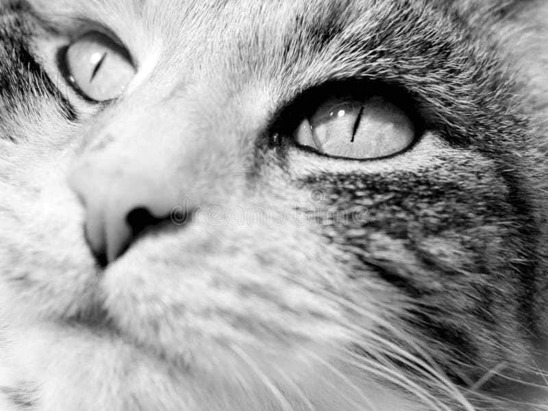 Cat Face CloseUp stock photo. Image of peaceful, calico 174994