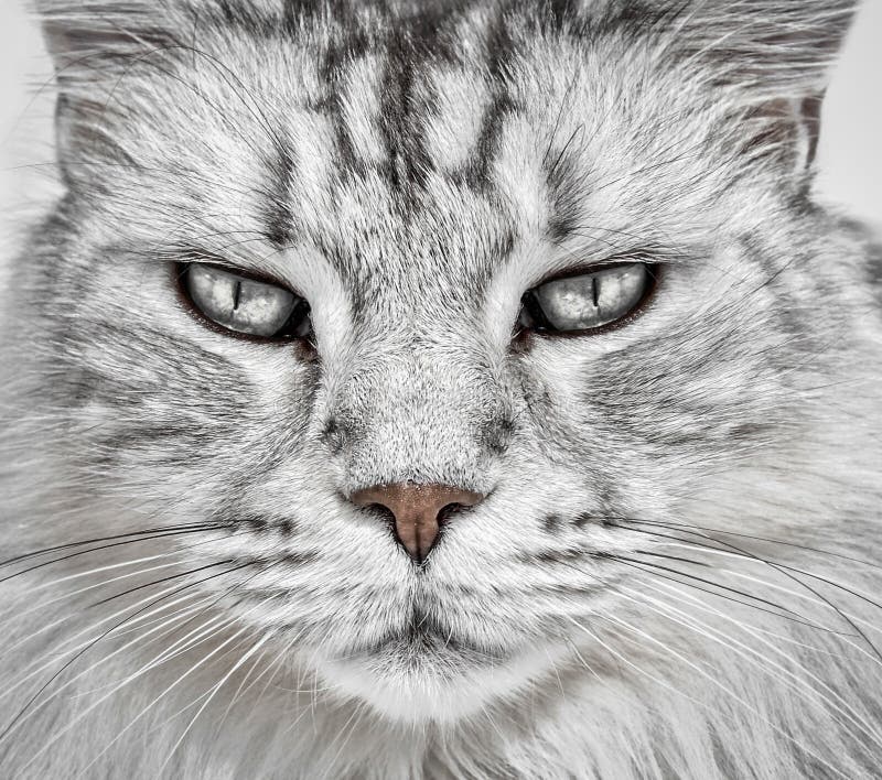 Cat Face Closeup