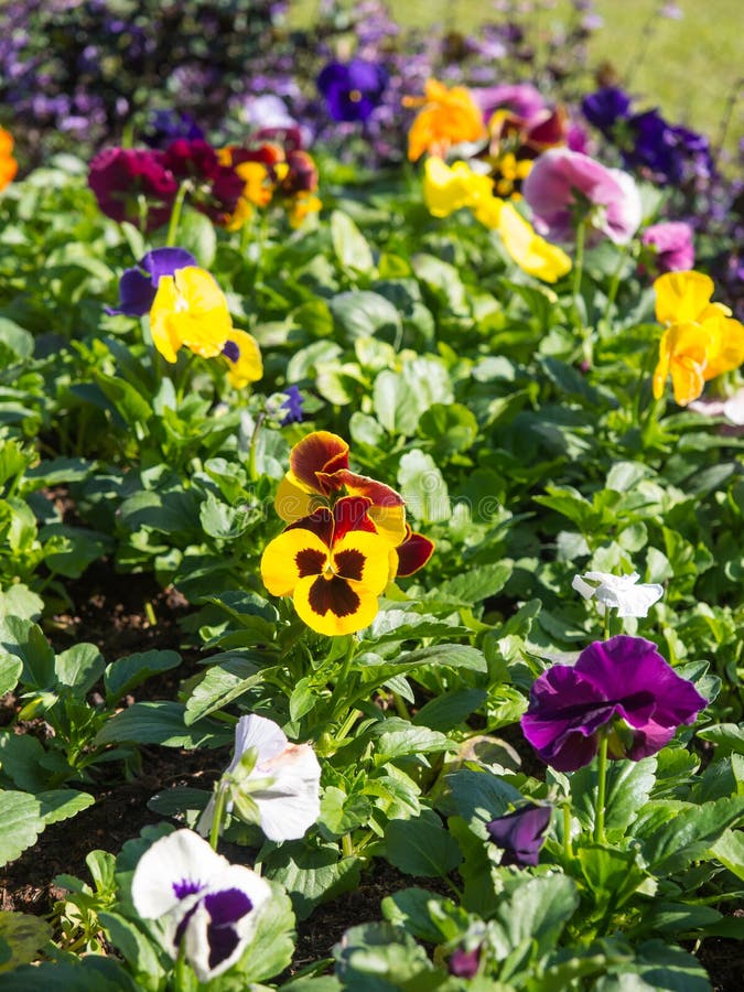 Cat face flower in field stock photo. Image of park, flower - 48521982