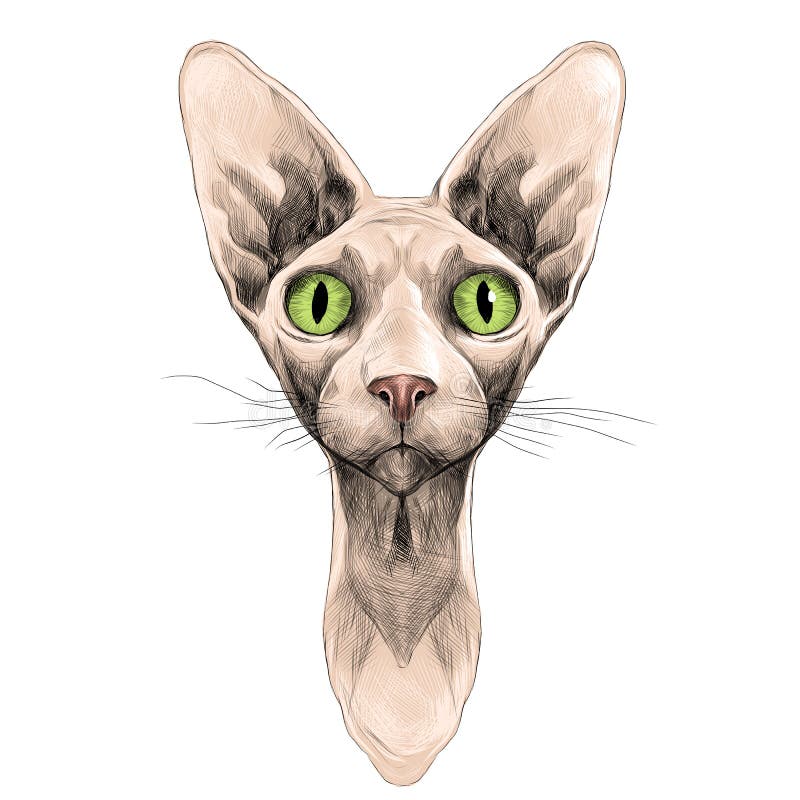 Cat face sketch vector royalty free illustration