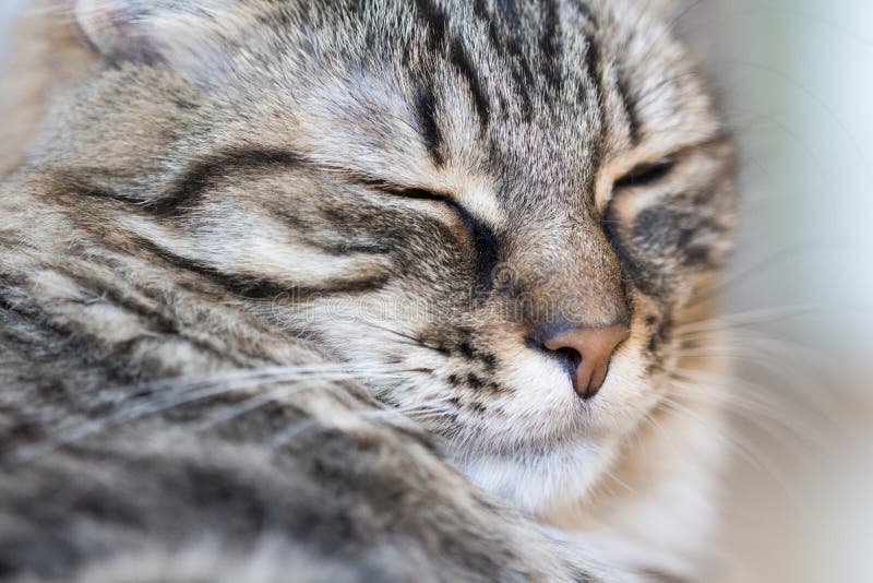 Cat falling asleep stock image. Image of portrait, falling 114194583