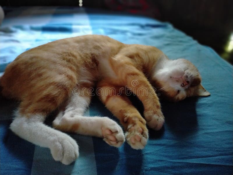 The cat is falling asleep stock photo. Image of nose 203429170