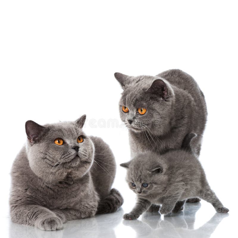 Cat family