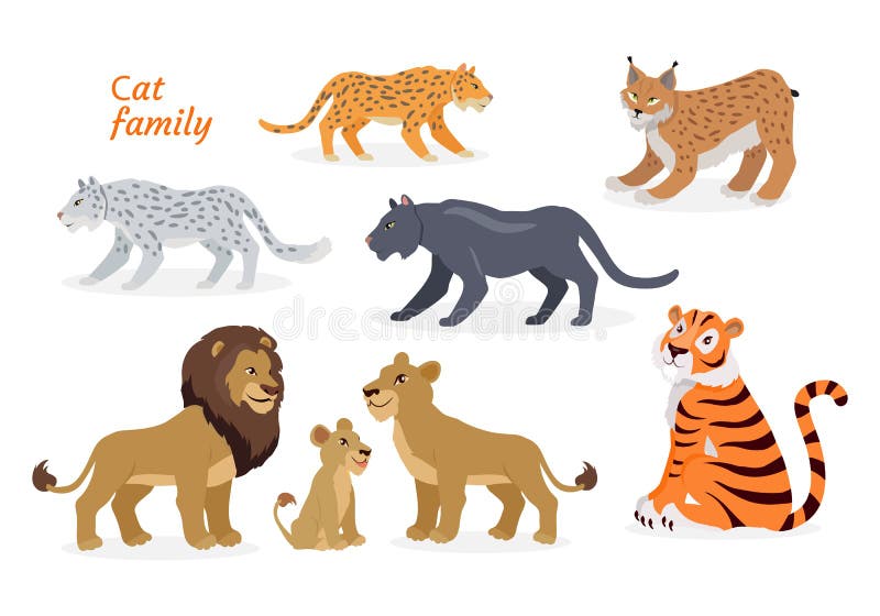 Cat Family. Felidae. Pantherinae Tiger Lion Jaguar Stock Vector -  Illustration of gracious, felidae: 85761549