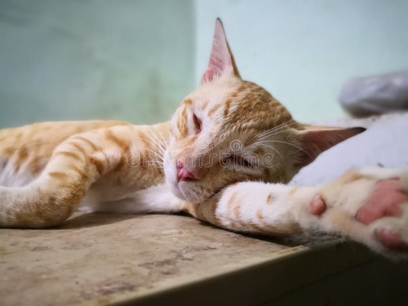 Cat family in the house. Different types of cats living here. royalty free stock photography Cat family in the house. Different types of cats living here. royalty free stock photography