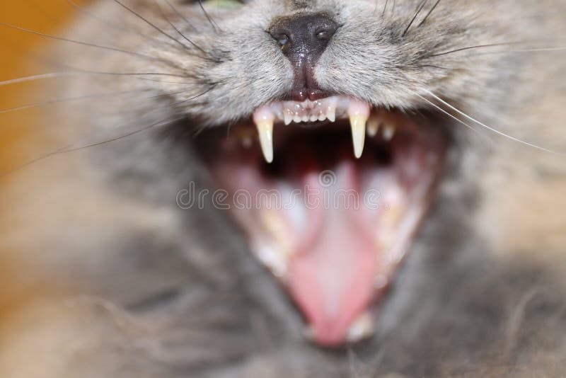 16,087 Fangs Stock Photos Free & RoyaltyFree Stock Photos from