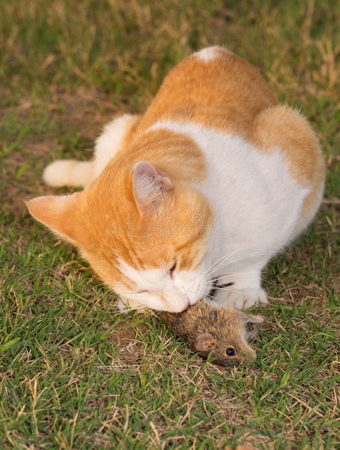 Cat feasting on a mouse. Cat eating a mouse in grass stock photography