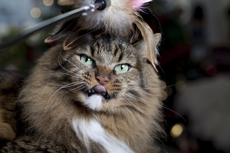 Cat with Feathered Toy