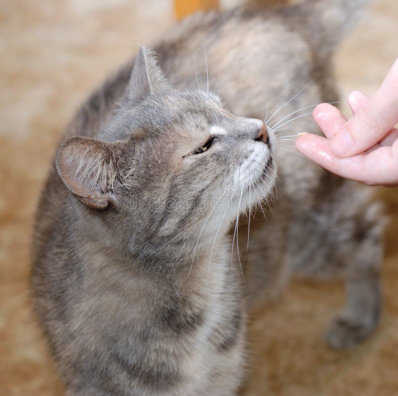 Cat fed stock photo. Image of finger, head, piece, gray 10349482