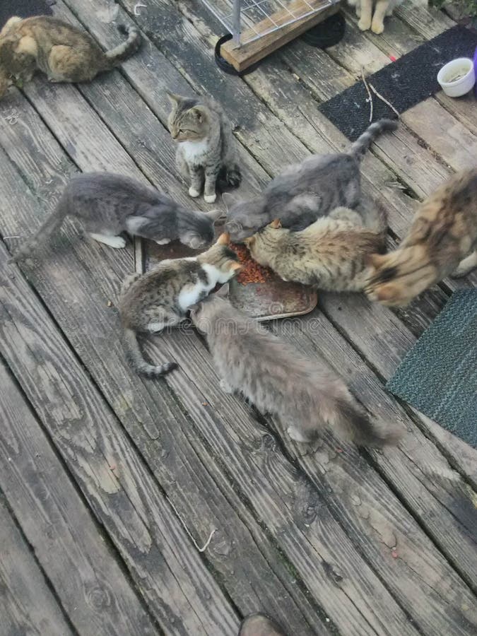 Cats stock image. Image of feeding, animals, frenzy 140053609