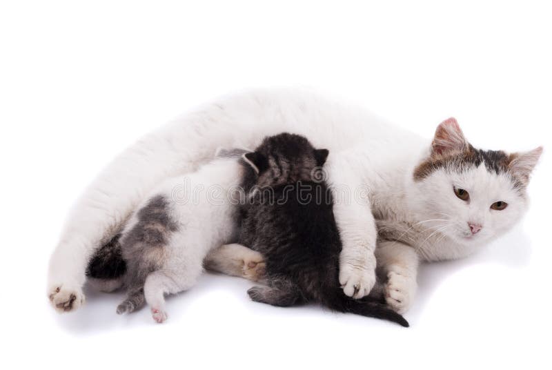 Cat Feeding Kittens stock image. Image of legs, culture 16588153