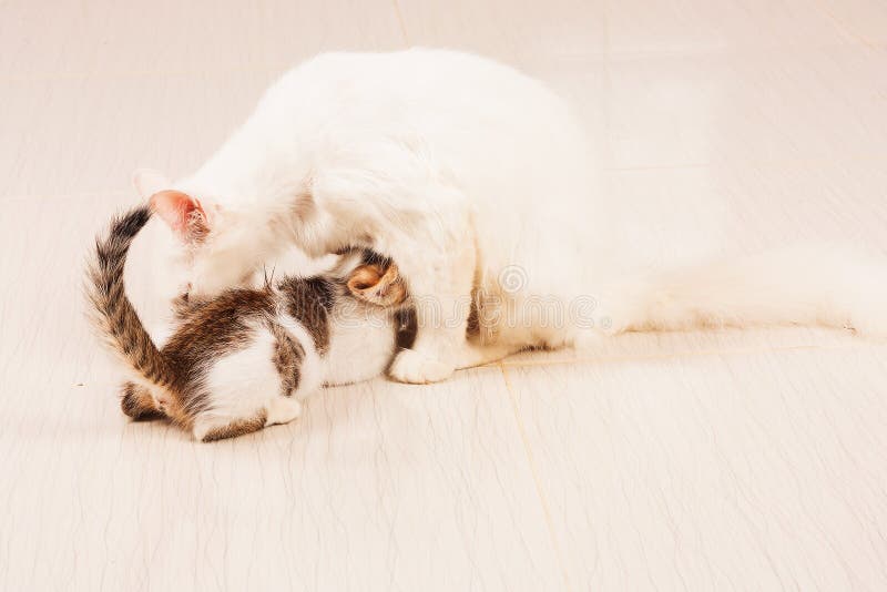 Cat feeding kittens milk stock image. Image of adorable 62450541