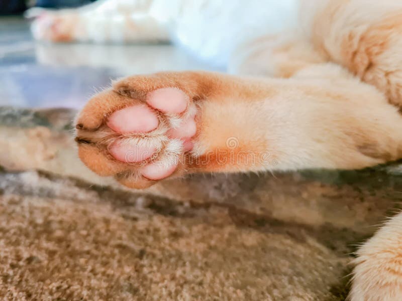 Cat Feet,Foot Orange Cat at Sleeping Stock Image Image of white, mini