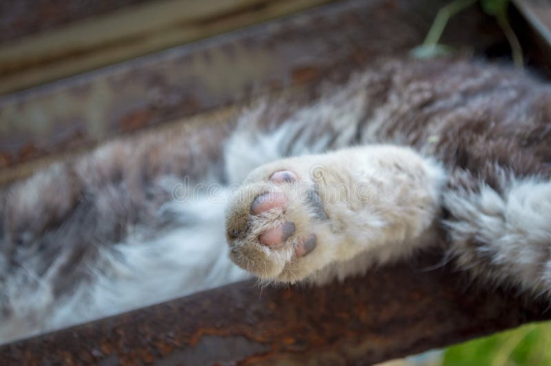 3,818 Cat Feet Photos Free & RoyaltyFree Stock Photos from Dreamstime
