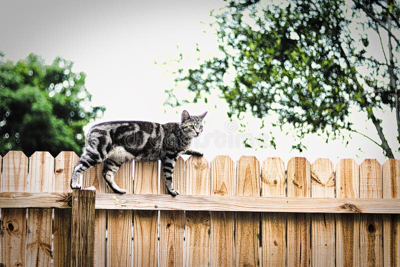 The gray, black and white cat on the fence, looks like this cat is looking for something! What will it be?. The gray, black and white cat on the fence, looks like this cat is looking for something! What will it be?