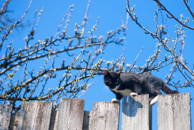 Cat on a fence. Neighbors cat is staring at photographer .