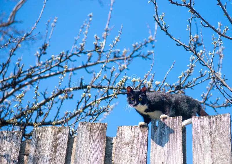 Cat on a fence. Neighbors cat is staring at photographer .