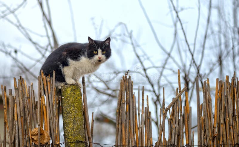 Cat on a fence. Neighbors cat is staring at photographer. Cat on a fence. Neighbors cat is staring at photographer.