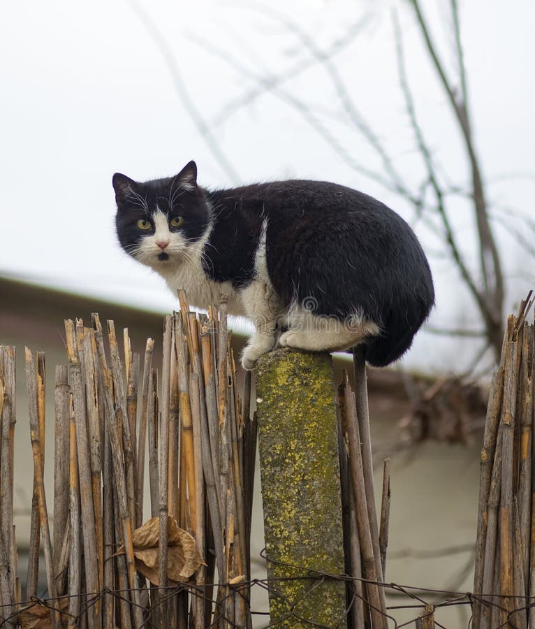 Cat on a fence. Neighbors cat is staring at photographer. Cat on a fence. Neighbors cat is staring at photographer.