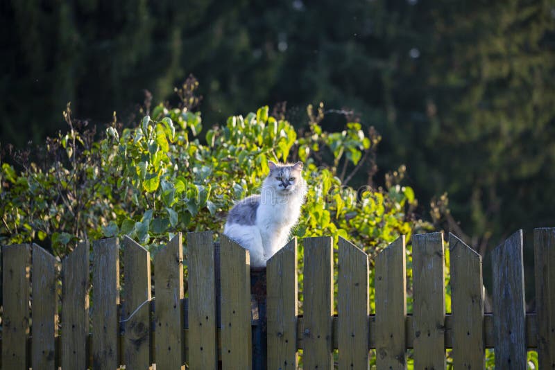 Fluffy beautiful is sitting on a wooden fence on a summer day in the evening. Fluffy beautiful is sitting on a wooden fence on a summer day in the evening.