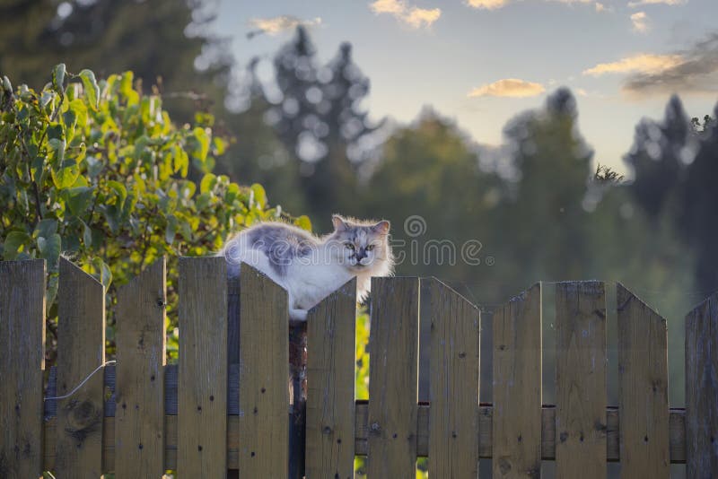 Fluffy beautiful is sitting on a wooden fence on a summer day in the evening. Fluffy beautiful is sitting on a wooden fence on a summer day in the evening.