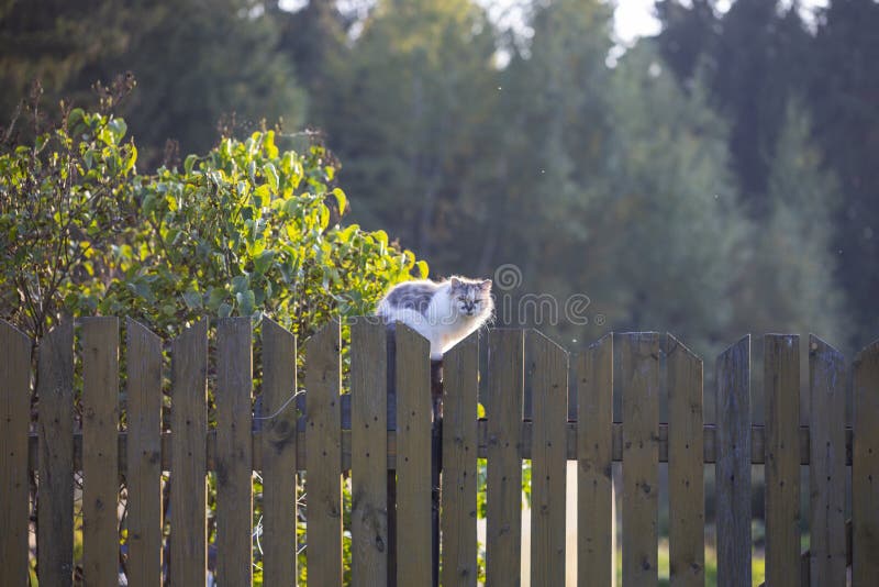 Fluffy beautiful is sitting on a wooden fence on a summer day in the evening. Fluffy beautiful is sitting on a wooden fence on a summer day in the evening.