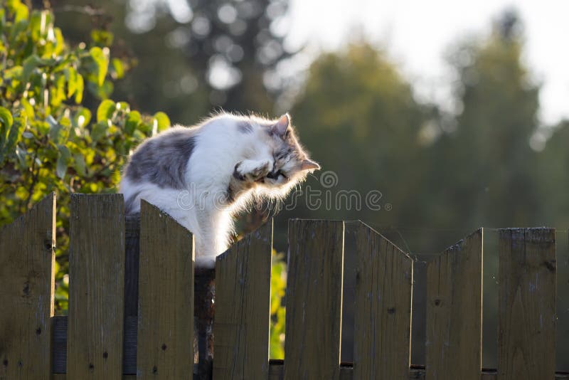 Fluffy beautiful is sitting on a wooden fence on a summer day in the evening. Fluffy beautiful is sitting on a wooden fence on a summer day in the evening.