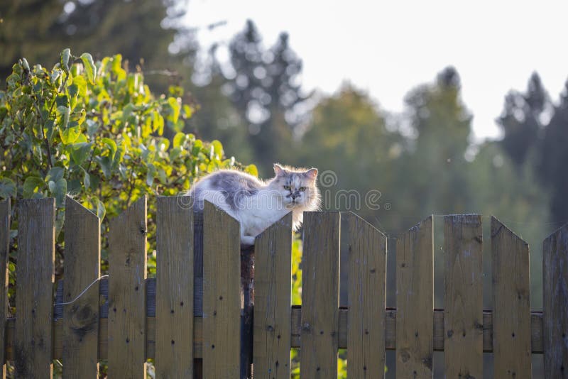 Fluffy beautiful is sitting on a wooden fence on a summer day in the evening. Fluffy beautiful is sitting on a wooden fence on a summer day in the evening.