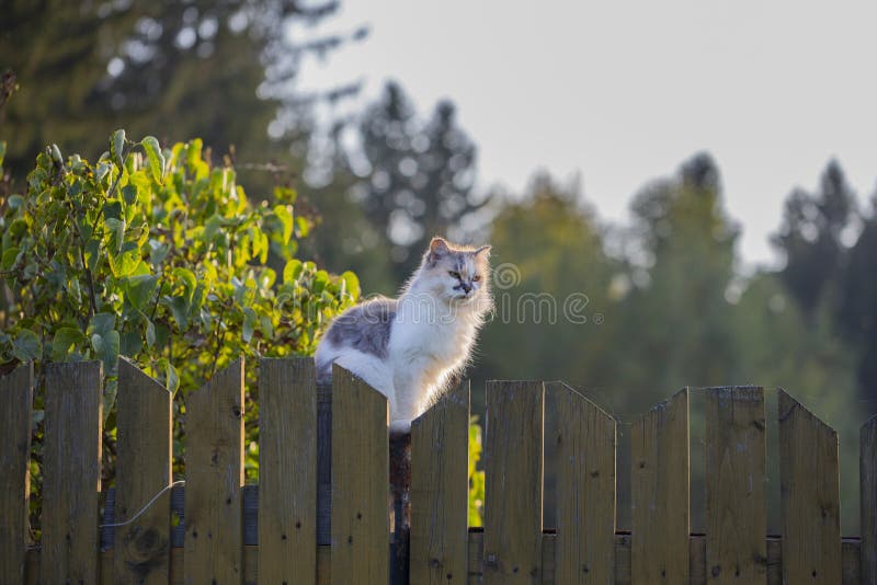 Fluffy beautiful is sitting on a wooden fence on a summer day in the evening. Fluffy beautiful is sitting on a wooden fence on a summer day in the evening.