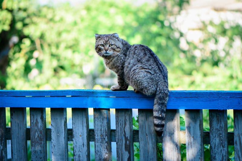 Cat on a fence staring at photographer