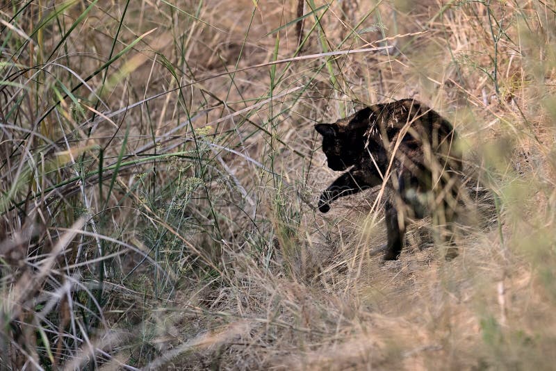 Un Grand Chat Noir Sauvage Dans Les Bois Image Stock Image Du Animaux Chat