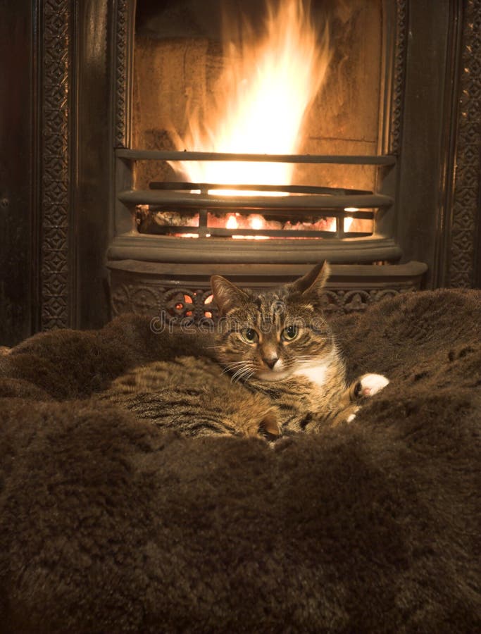 Cat by a fireplace stock photo. Image of black, color 23607144