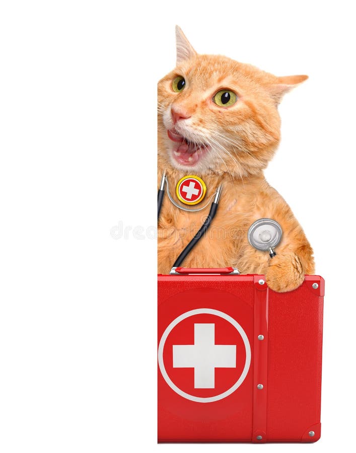 Cat with a first aid kit. stock image. Image of assistance 54942957