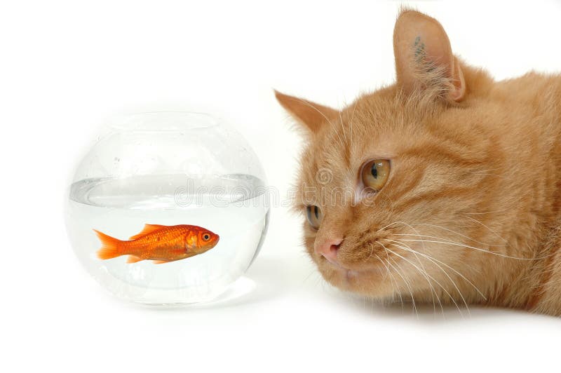 Cat and fish