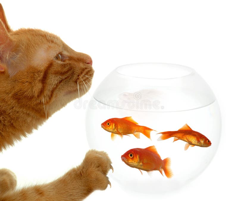 Cat Fishing for Gold Fish in an Aquarium Bowl Stock Image Image of