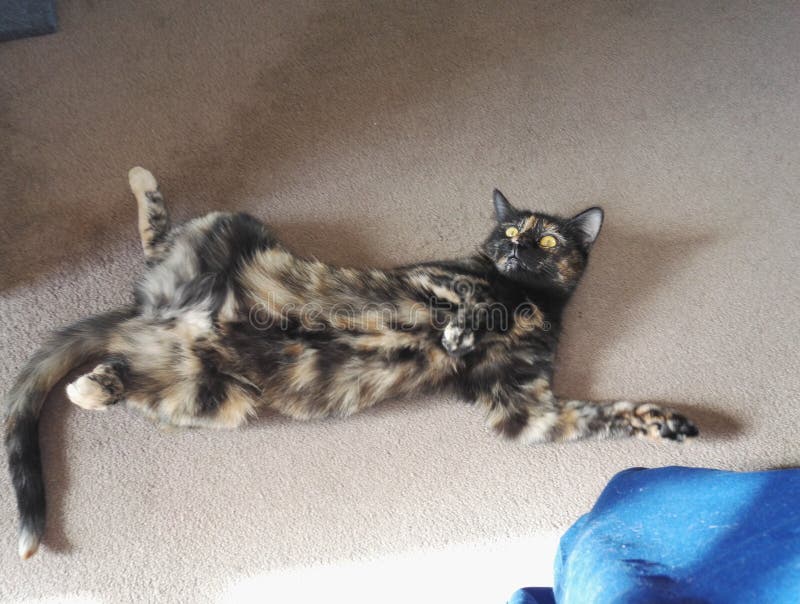 Cat Floor Dreams Sleep Thinking Stock Photo Image of asking, thinking