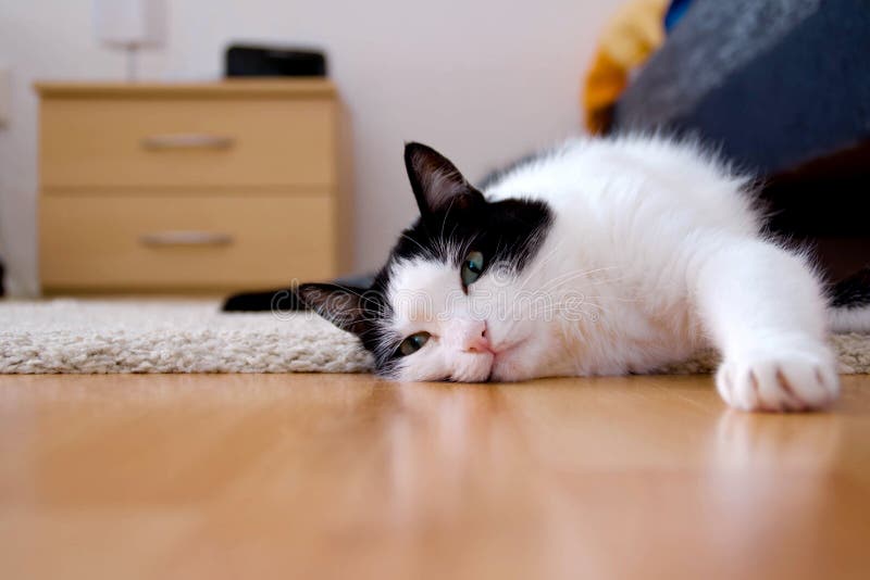 Cat on the floor stock photo. Image of blue, home, indoors 6287264