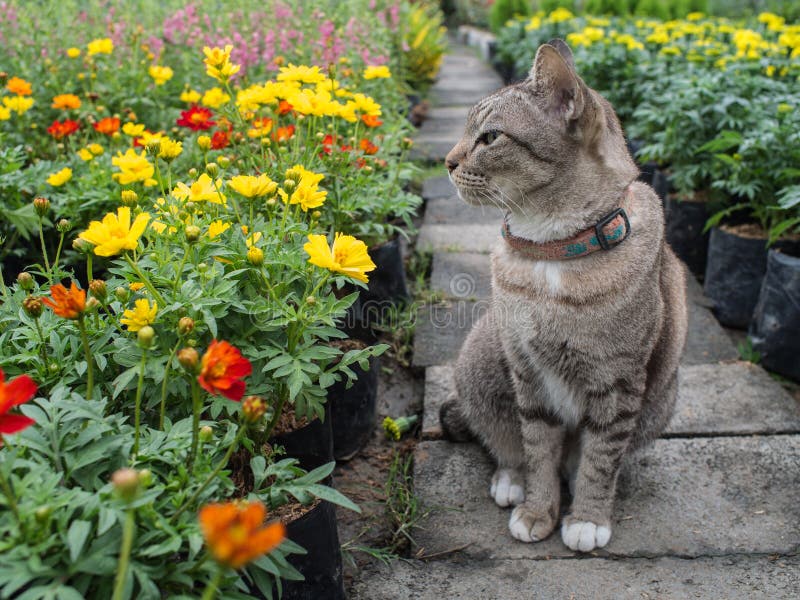 Cat in the Flower Garden stock photo. Image of cute, flora 87732844