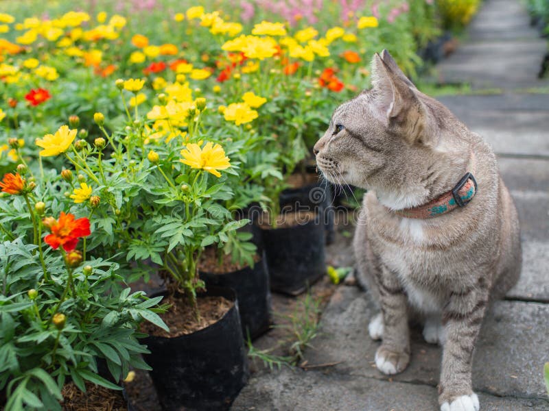 30 827 Cat Flower Photos Free Royalty Free Stock Photos From Dreamstime