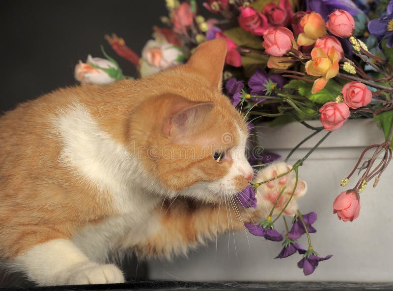 Cat with flowers stock photo. Image of adorable, face 38438340