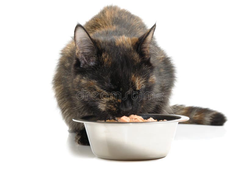 Отказ от еды у кошек. Фото кошачьей еды. Еда для котов perfect. Кошачья еда на белом фоне. Кот с едой на белом фоне.