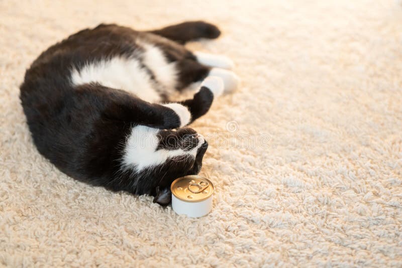 Cat Food in a Tin Can and a Beautiful Black and White Cat on the Carpet